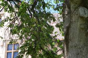 carrick hill 2014 (61)